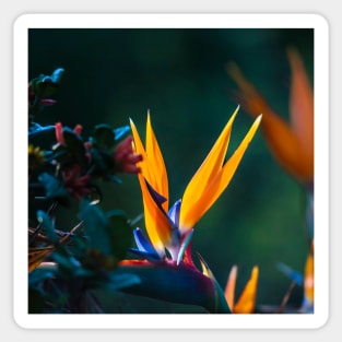 Bright Flowering Strelitzia Sticker